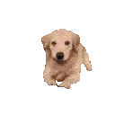 emoji-award-doggohello