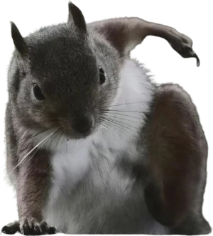 emoji-award-supersquirrel